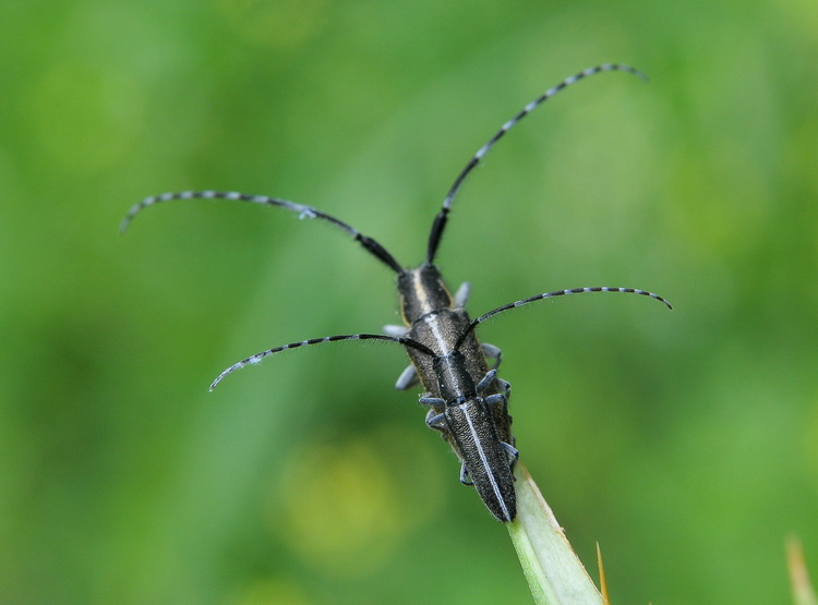 Agapanthia cf. cardui ? suturalis